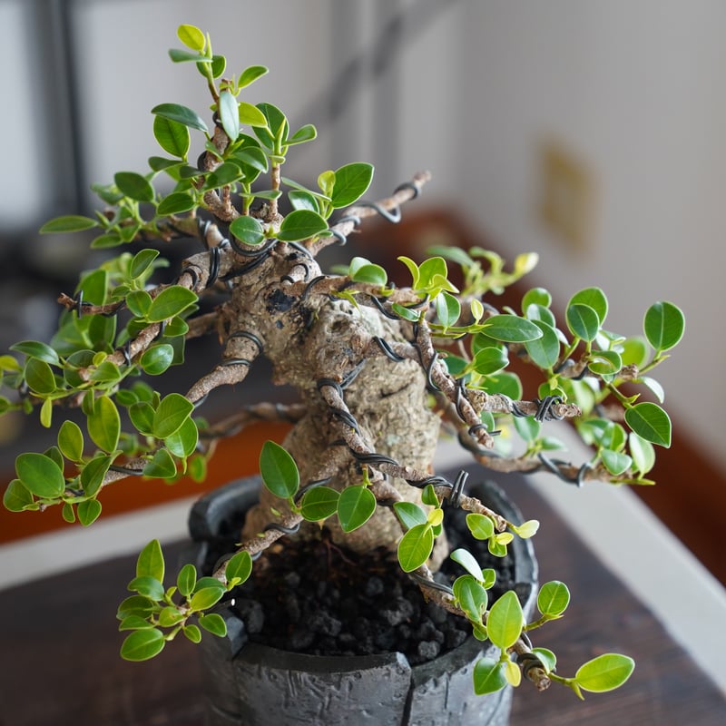 ひ*ろ様 パンダガジュマル 斑入り 接木苗 ひ*ろ様 パンダガジュマル 斑入り 接木苗 パンダガジュマル