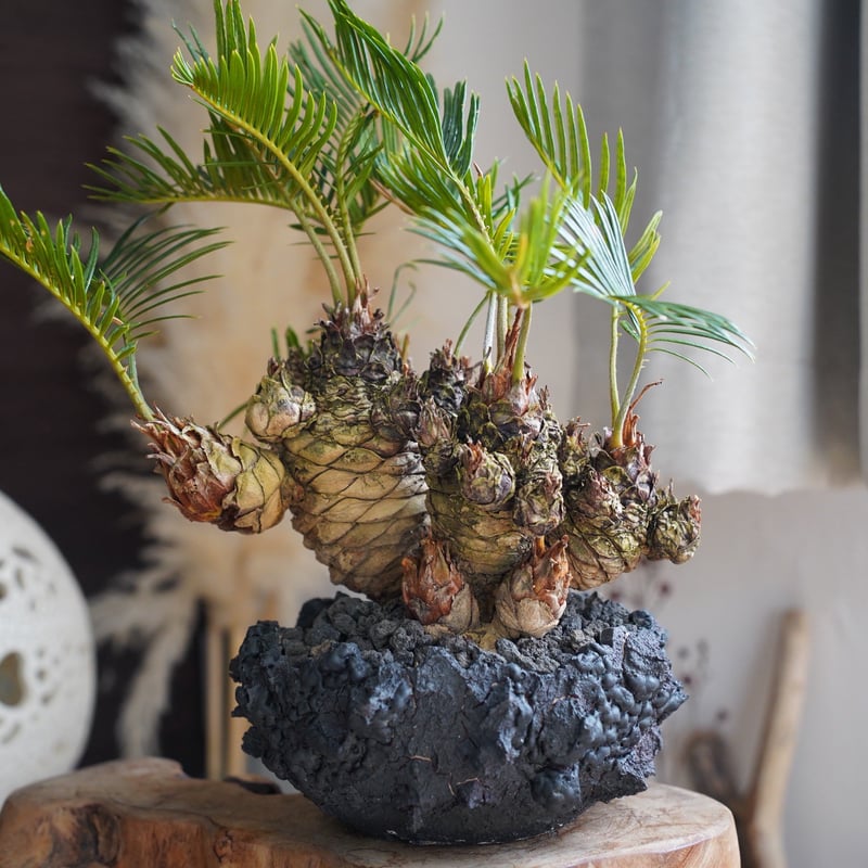 作家鉢 植木鉢 塊根植物 GOATゴジラ GOAT】GODZILLA鉢 G.O.A.T/GODZILLA鉢/Ash/壷・花瓶 : セカンド