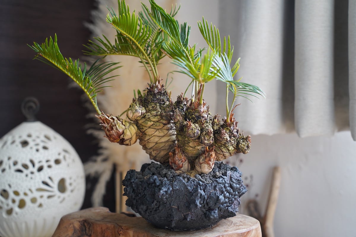 07］短小多頭ソテツ Cycas revoluta × G.O.A.T「 GODZILLA