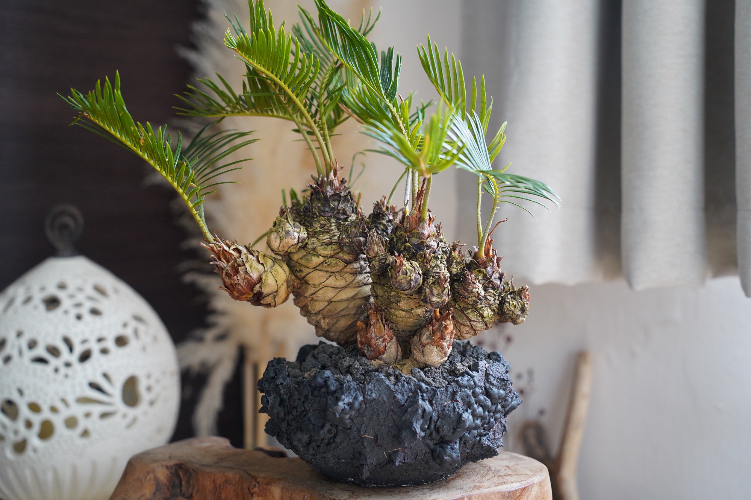 07］短小多頭ソテツ Cycas revoluta × G.O.A.T「 GODZILLA