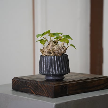 陶賊 -TOUZOKU- bonsai & pottery