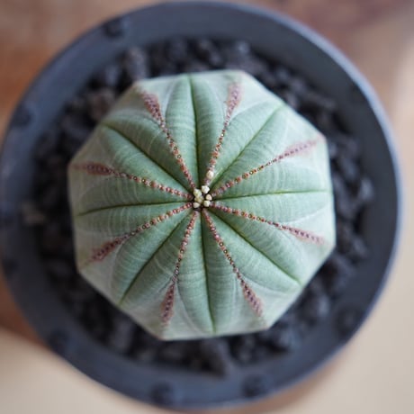 ユーフォルビア オベサ 木質化 メス φ7cm × naka. 作「BLACK × BLACK 」3号 植木鉢 ［No.49］