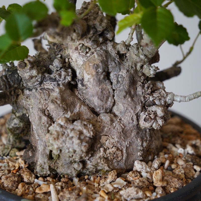 04］太幹オオハマボウ Hibiscus Tiliaceus × 根本峻吾 「鐡