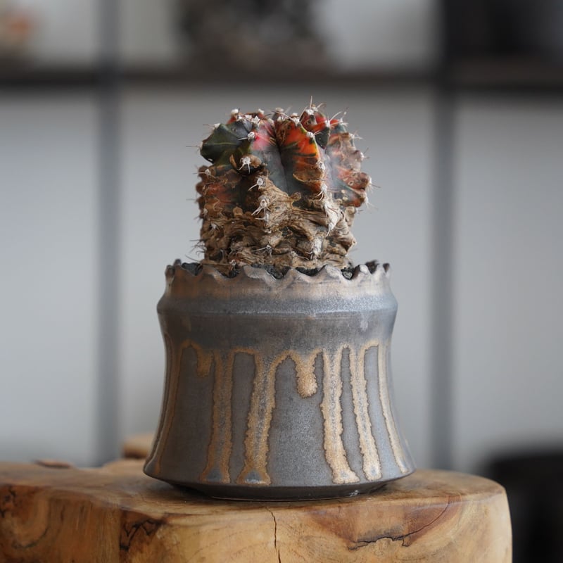 緋牡丹錦 木質化 × 根本峻吾 作 S.N POT type.cylinder「 黑焰 」