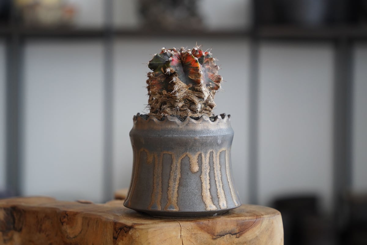 緋牡丹錦 木質化 × 根本峻吾 作 S.N POT type.cylinder「 黑焰 」