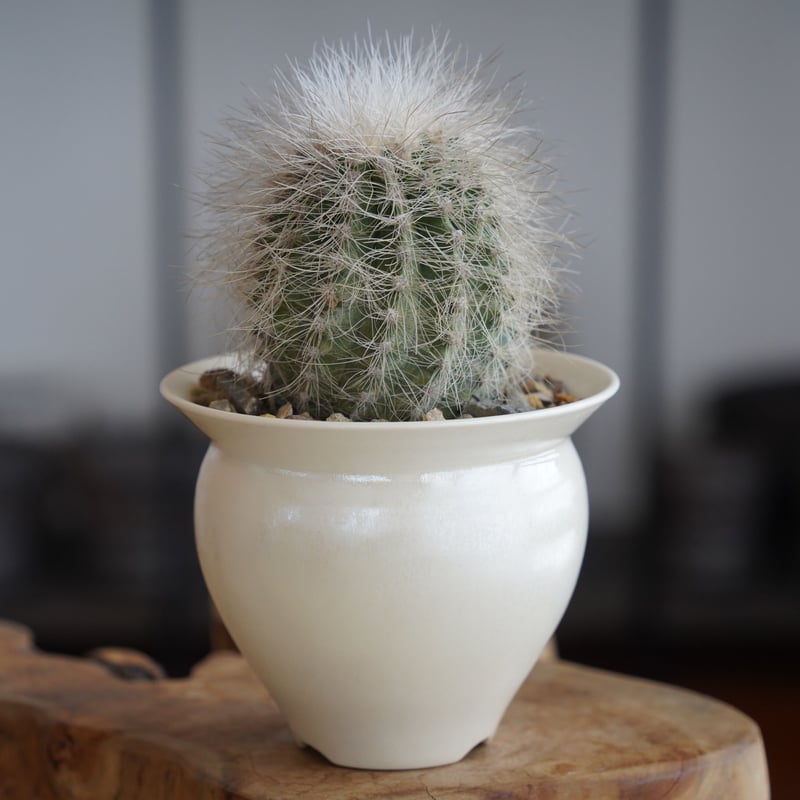 現地球 Copiapoa　コピアポア 雷血丸　カキコ自根　大群生 雷血丸 コピアポア クラインジアナ カキコ 自根 サボテン 多肉