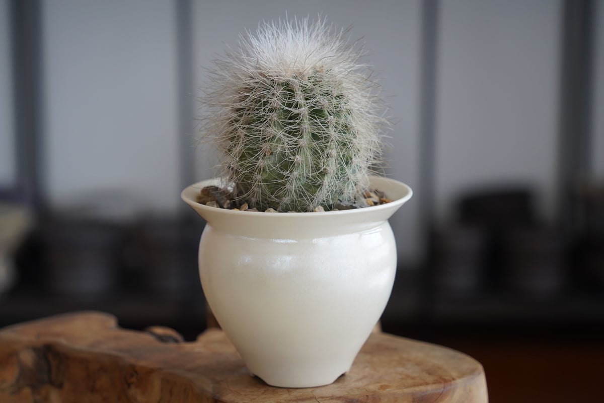 コピアポア クラインジアナ 雷血丸 × 坂本新 作 「 LUSTER OVERGLAZE