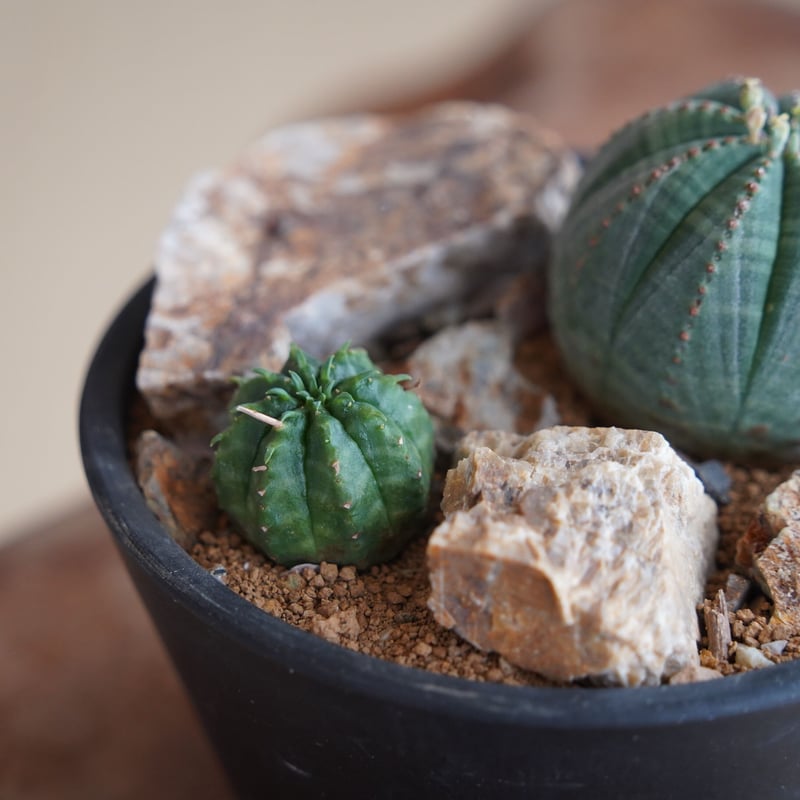 HABITAT STYLE / ユーフォルビア オベサ&バリダ［No.45］ | 陶賊