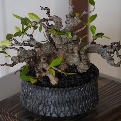 ［76］メデューサ ガジュマル Ficus microcarpa × 沖誠「 Bark / shallow 」4号鉢 笠間焼