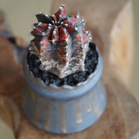 緋牡丹錦 木質化  ×  根本峻吾 作 S.N POT type.cylinder「 黑焰 」 3号 植木鉢 ［No.14］
