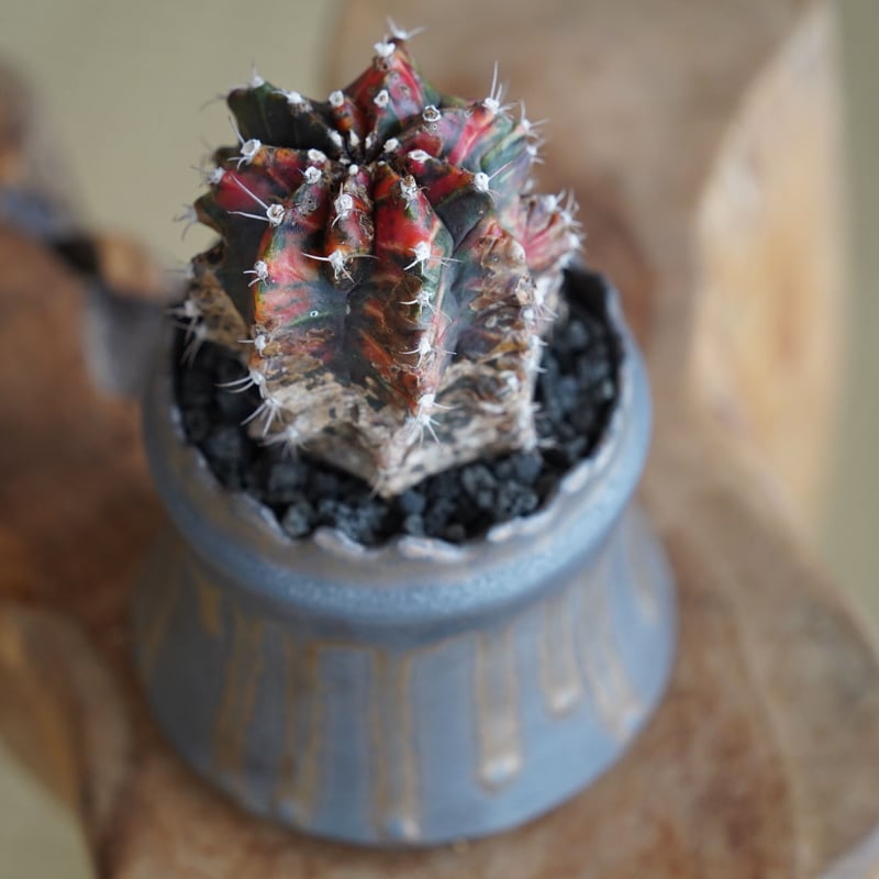 緋牡丹錦 木質化 × 根本峻吾 作 S.N POT type.cylinder「 黑焰 」