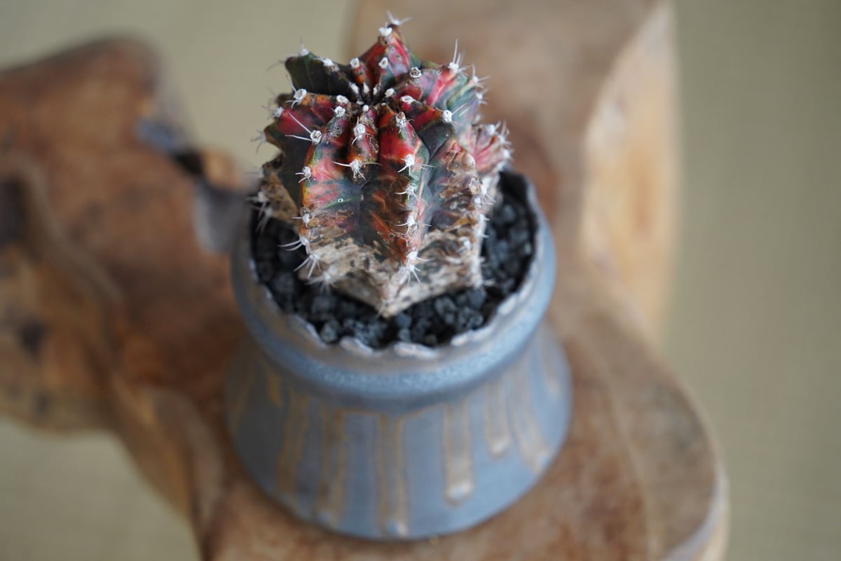 緋牡丹錦 木質化 × 根本峻吾 作 S.N POT type.cylinder「 黑焰 」