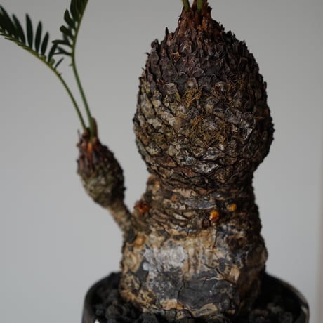 ［61］姫ソテツ Cycas revoluta × 根本峻吾 S.N POT type.round「鐡 - 堕天黒 - 」4号鉢 笠間焼