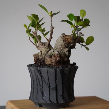 ［19］白肌ガジュマル Ficus microcarpa × 穂高隆児「 暁 - AKATSUKI - 」3.5号鉢 笠間焼