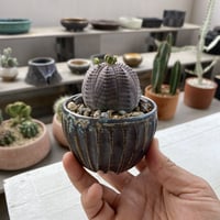 ユーフォルビア オベサ 木質化 M ［雄株］ × 小林哲也 作「 雫 」2.5号