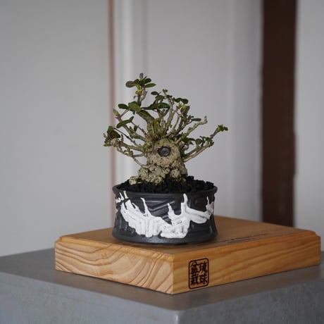 CATEGORY オオハマボウ(ユウナ) | 陶賊 -TOUZOKU- bonsai & po CATEGORY オオハマボウ(ユウナ) | 陶賊 -TOUZOKU- bonsai & po