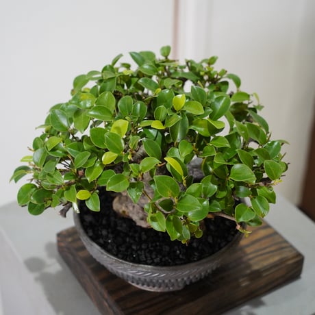 ［08］一級品ガジュマル Ficus microcarpa  ×  新里竜子 作「 RYUSEN 」7号鉢