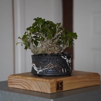 現地球 発根済 ユーフォルビアホリダ 木質化 子株付き usagi鉢付き fit=scale-down,w=1200