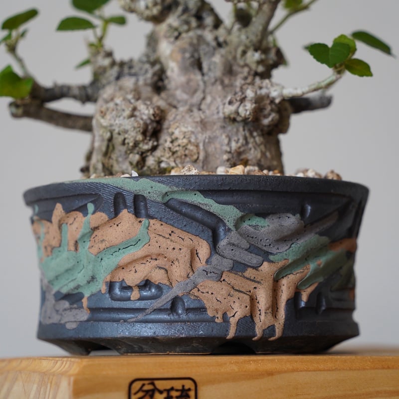 04］太幹オオハマボウ Hibiscus Tiliaceus × 根本峻吾 「鐡