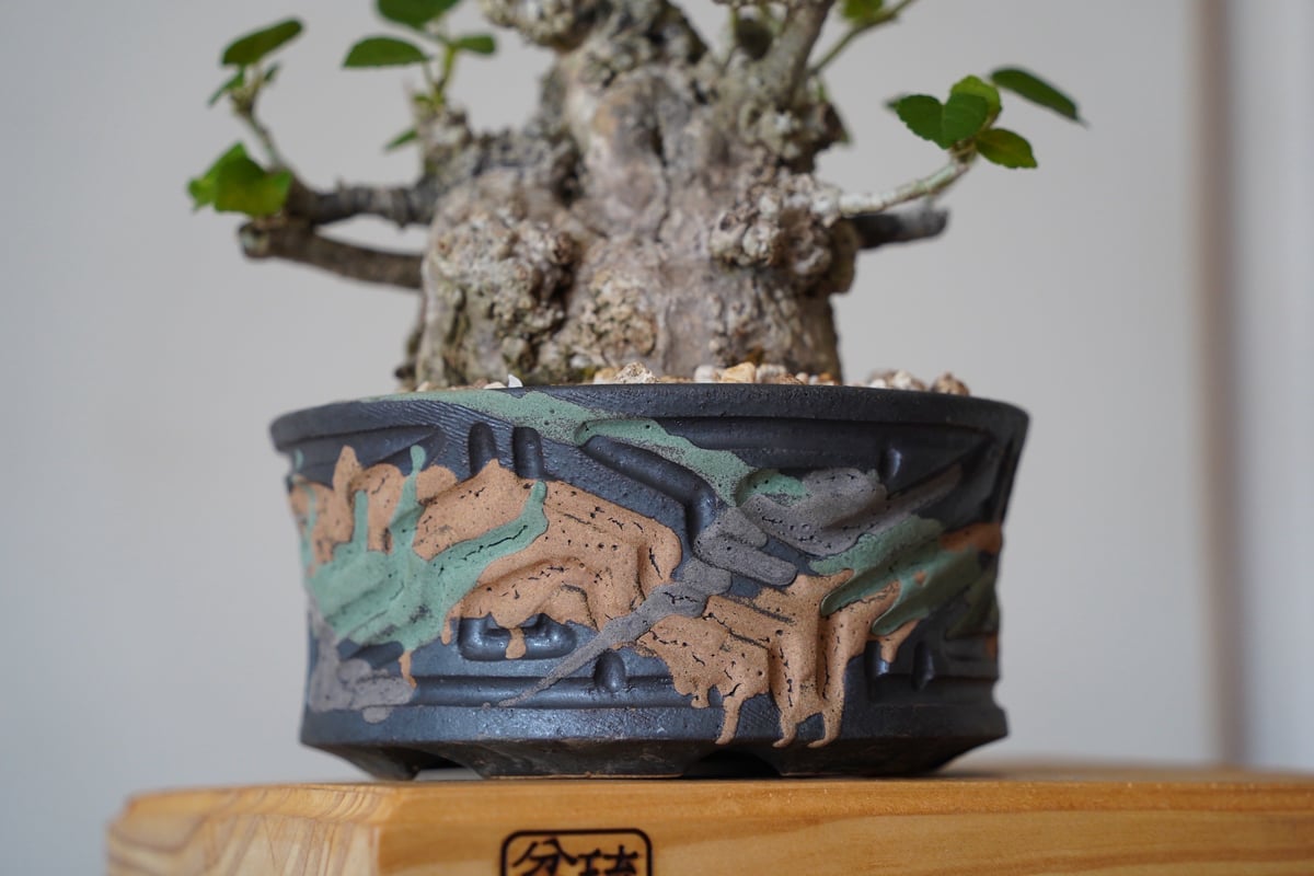 オオハマボウ　太幹　塊根植物　アカザカズラ　イボ肌　珍奇植物 オオハマボウ 太幹 塊根植物 アカザカズラ イボ肌 珍奇植物