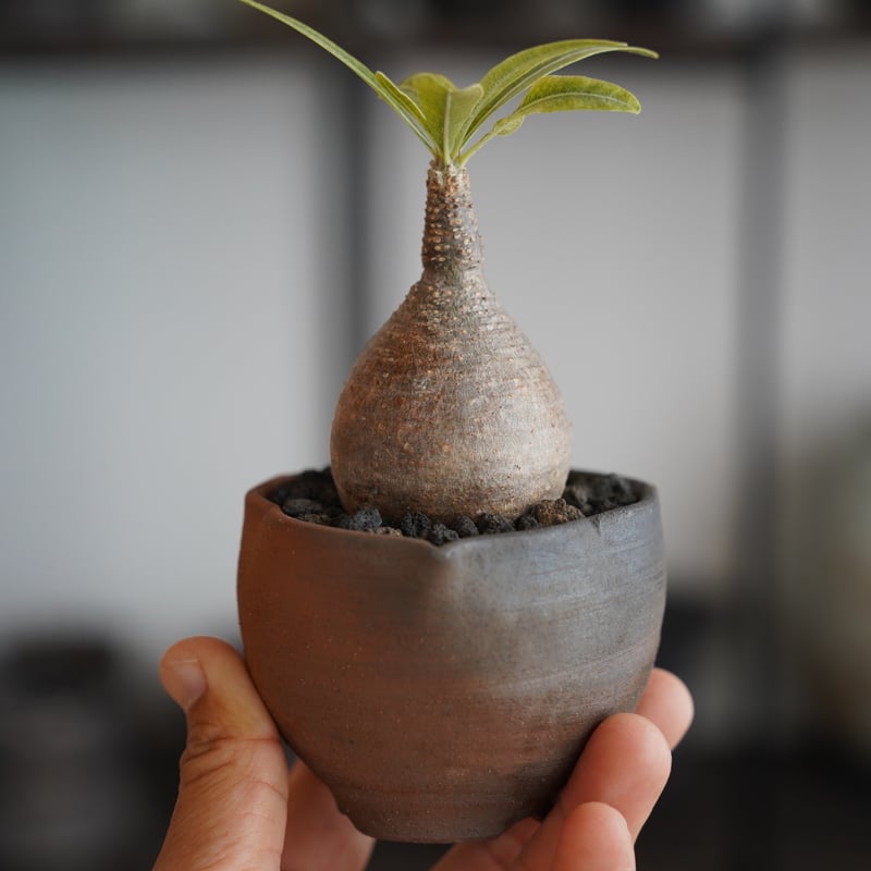 パキポディウム グラキリス × 木村直人 作「輪花 - rinka