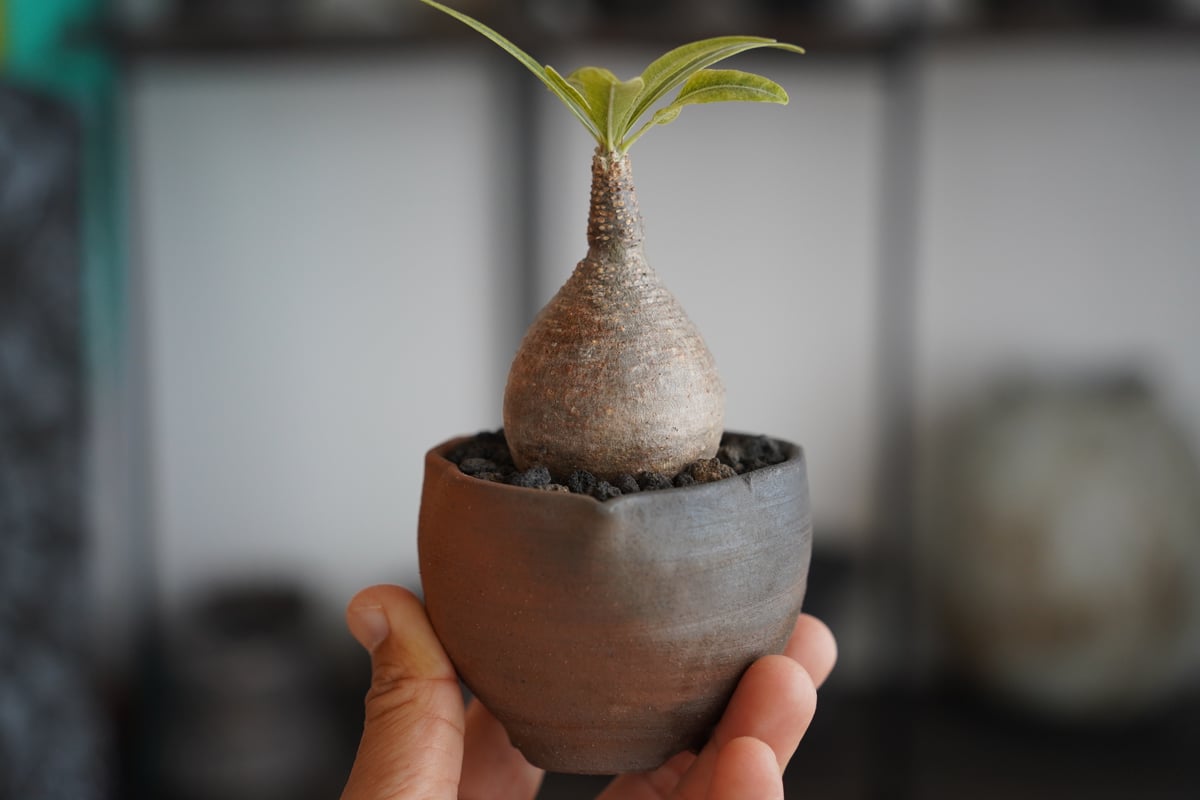 パキポディウム グラキリス 現地球 陶器鉢付き パキポディウムグラキリス / 横ノリ / 陶器鉢付き / 現地球