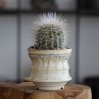 コピアポア ブリトゲシー 舞竜丸 × 小野瀬一 作 3.5号 長鉢［No.02