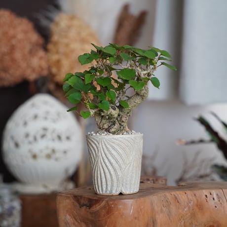 RYUSEN 新里竜子 植物 鉢 植木鉢 RYUSEN 新里竜子 植物 鉢 植木鉢