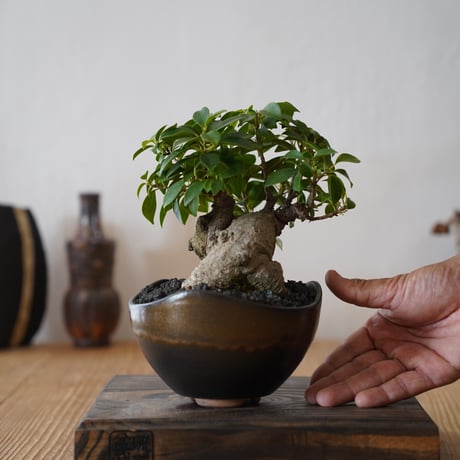 陶賊 -TOUZOKU- bonsai & pottery