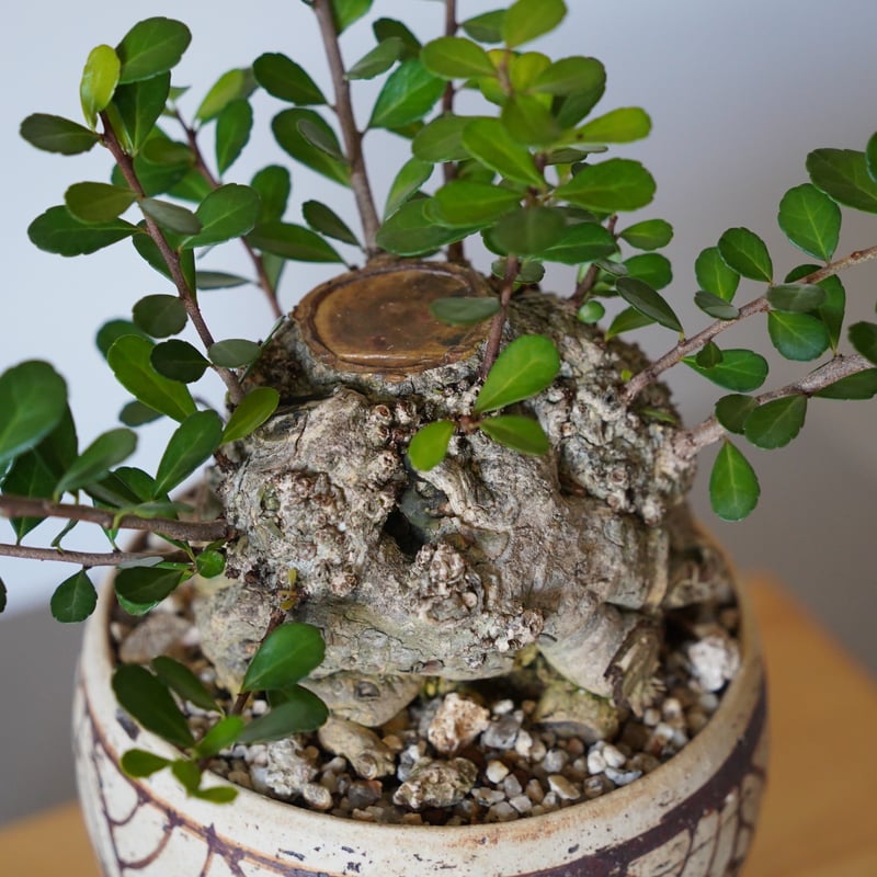 25］ハリツルマサキ Gymnosporia diversifolia × mano 4号鉢