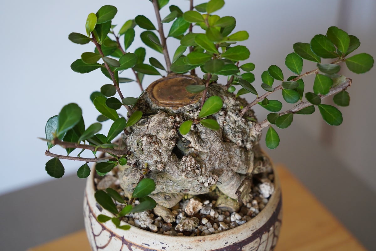 25］ハリツルマサキ Gymnosporia diversifolia × mano 4号鉢