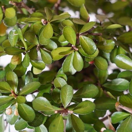 ［01］ハリツルマサキ Gymnosporia diversifolia × なみひら陶房 「シーサー/ 雄」7号鉢 やちむん