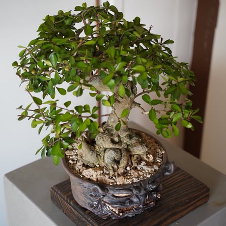 ［01］ハリツルマサキ Gymnosporia diversifolia × なみひら陶房 「シーサー/ 雄」7号鉢 やちむん