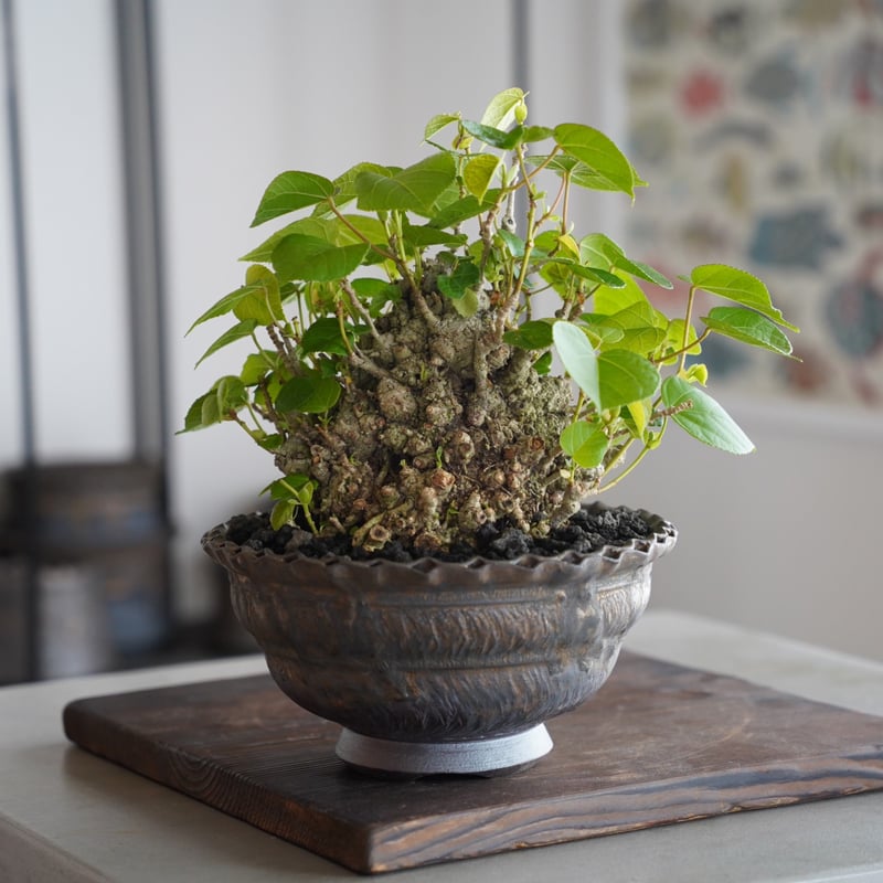 オオハマボウ石肌琉球盆栽塊根植物