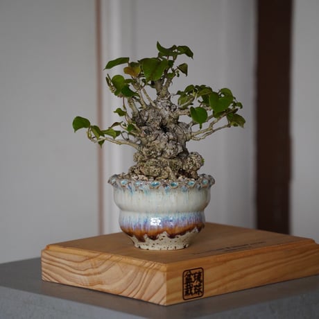 CATEGORY オオハマボウ(ユウナ) | 陶賊 -TOUZOKU- bonsai & po CATEGORY オオハマボウ(ユウナ) | 陶賊 -TOUZOKU- bonsai & po