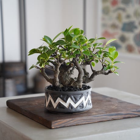 龍雷烙印　龍の中型陶器鉢 CATEGORY 「 雷電 - raiden - 」 | 陶賊 -TOUZOKU- bonsa