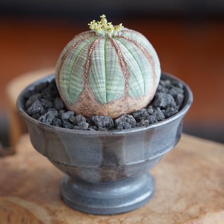 ユーフォルビア オベサ M 木質化 種付き〈メス〉 × naka. 作「BLACK × BLACK 」3.5号 植木鉢 ［No.22］