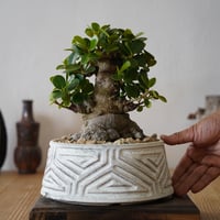 ［01］パンダガジュマル Ficus microcarpa × 根本峻吾 S.N POT type.low「 鐡 / 月光 ver. 」6号鉢 笠間焼