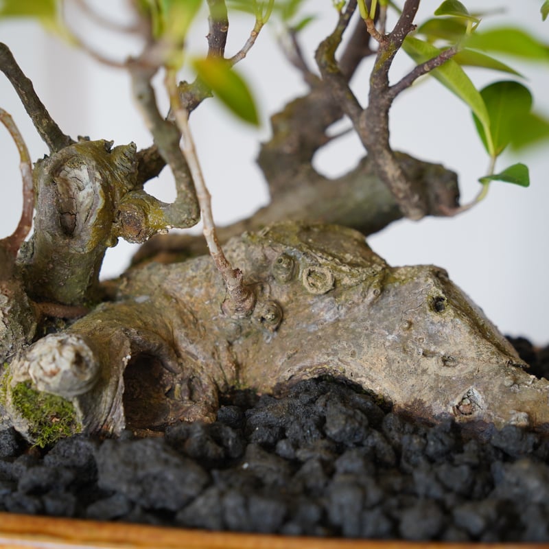 激レア！ガジュマル 珊瑚石付き 盆栽 奄美大島産 B 【公式通販】