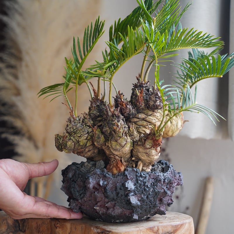 07］短小多頭ソテツ Cycas revoluta × G.O.A.T「 GODZILLA