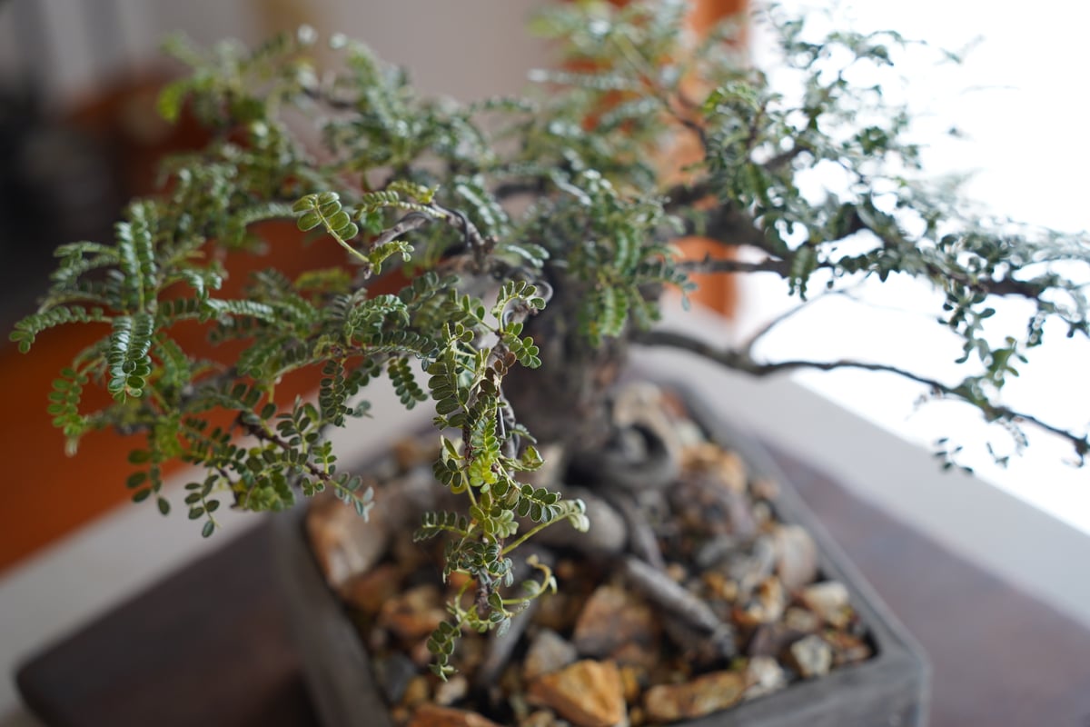 エ*リ様 磯山椒（直幹）天皇梅 小品盆栽　ミニ盆栽　九谷焼（中深絵付け鉢） RYUKYU BONSAI for sale no.10  琉球盆栽ノ販売 磯山椒