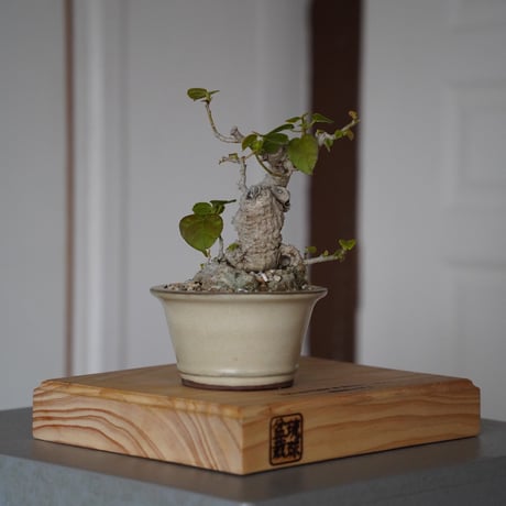 CATEGORY オオハマボウ(ユウナ) | 陶賊 -TOUZOKU- bonsai & po CATEGORY オオハマボウ(ユウナ) | 陶賊 -TOUZOKU- bonsai & po