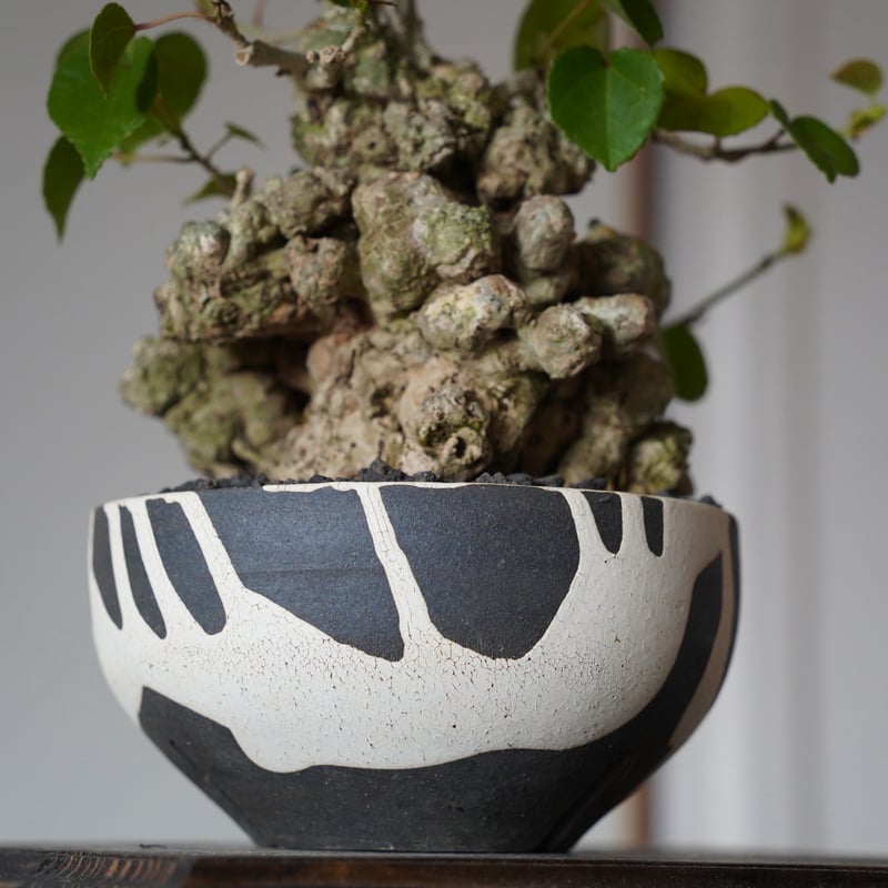 14］強イボオオハマボウ Hibiscus Tiliaceus × 沼野秀章 作「 黒二白