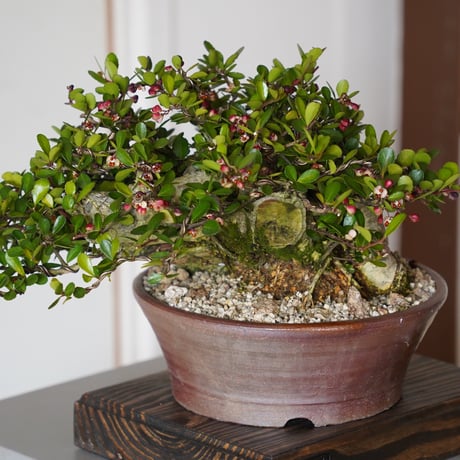 ［64］大株 ハリツルマサキ Gymnosporia diversifolia × なみひら陶房 「シーサー」7号鉢 やちむん
