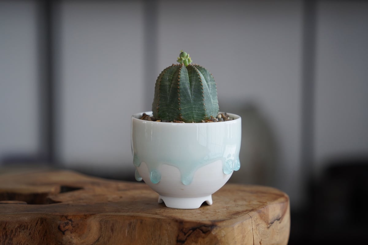 ユーフォルビア オベサ S 種付き〈メス〉 × 小林哲也 作「雫」2.5号