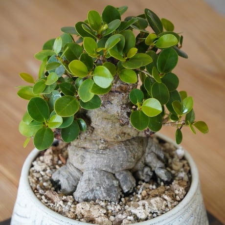 ［01］パンダガジュマル Ficus microcarpa × 根本峻吾 S.N POT type.low「 鐡 / 月光 ver. 」6号鉢 笠間焼