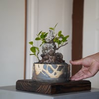 ［06］イボガジュマル Ficus microcarpa ×  沼野秀章 作「 黒二白 」4号鉢 笠間焼