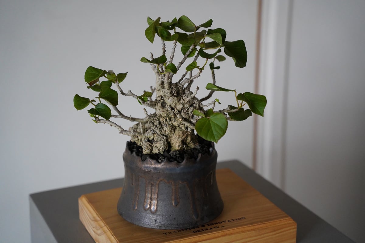 78］オオハマボウ Hibiscus Tiliaceus × 根本峻吾「 黑焰 - kok