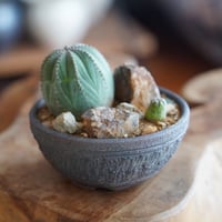 ユーフォルビア オベサ 木質化 M ［雄株］ × 小林哲也 作「 雫 」2.5号