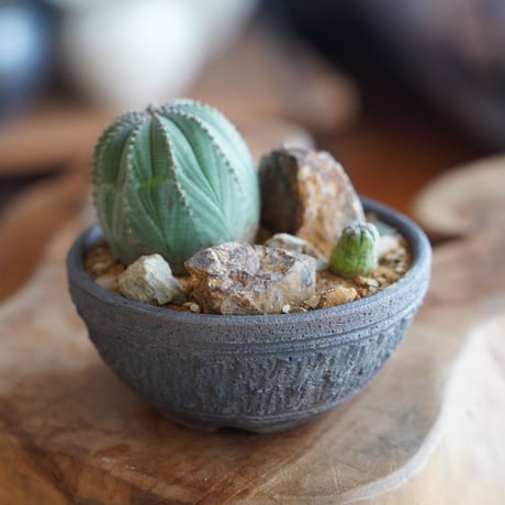 CATEGORY ユーフォルビア - Euphorbia - | 陶賊 -TOUZOKU- b